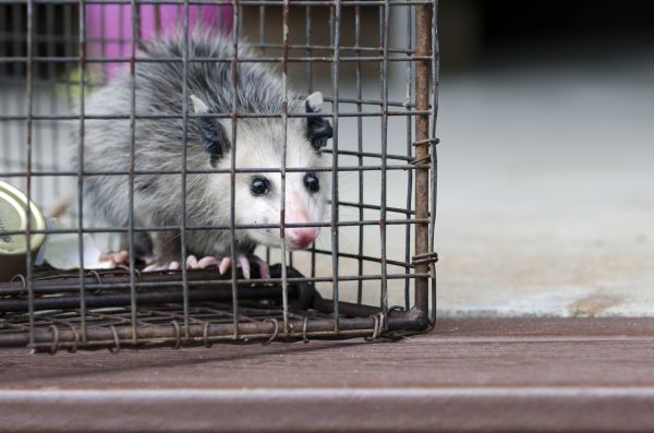 Ocala Wildlife Removal