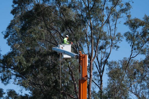 Ocala Tree Trimming