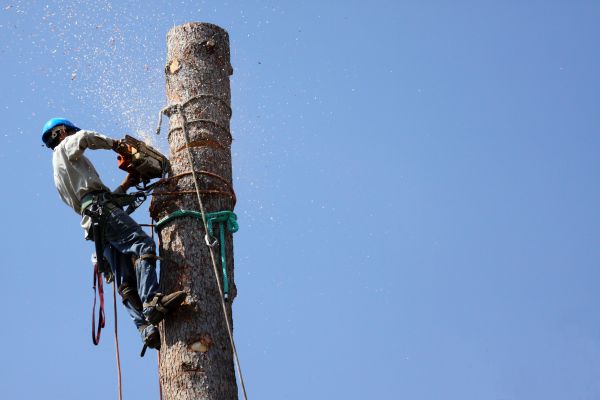 Ocala Tree Removal